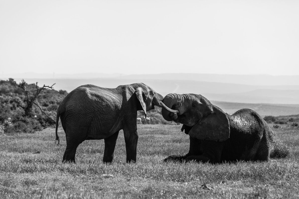 wild elephants with tusks hugging gently with trunks in natural habitat